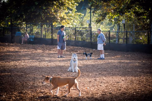 Palo Verde Dog Park photo 2